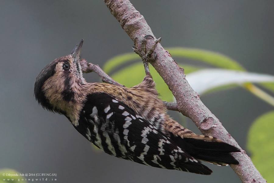 Gray-capped Pygmy Woodpecker - ML221414941