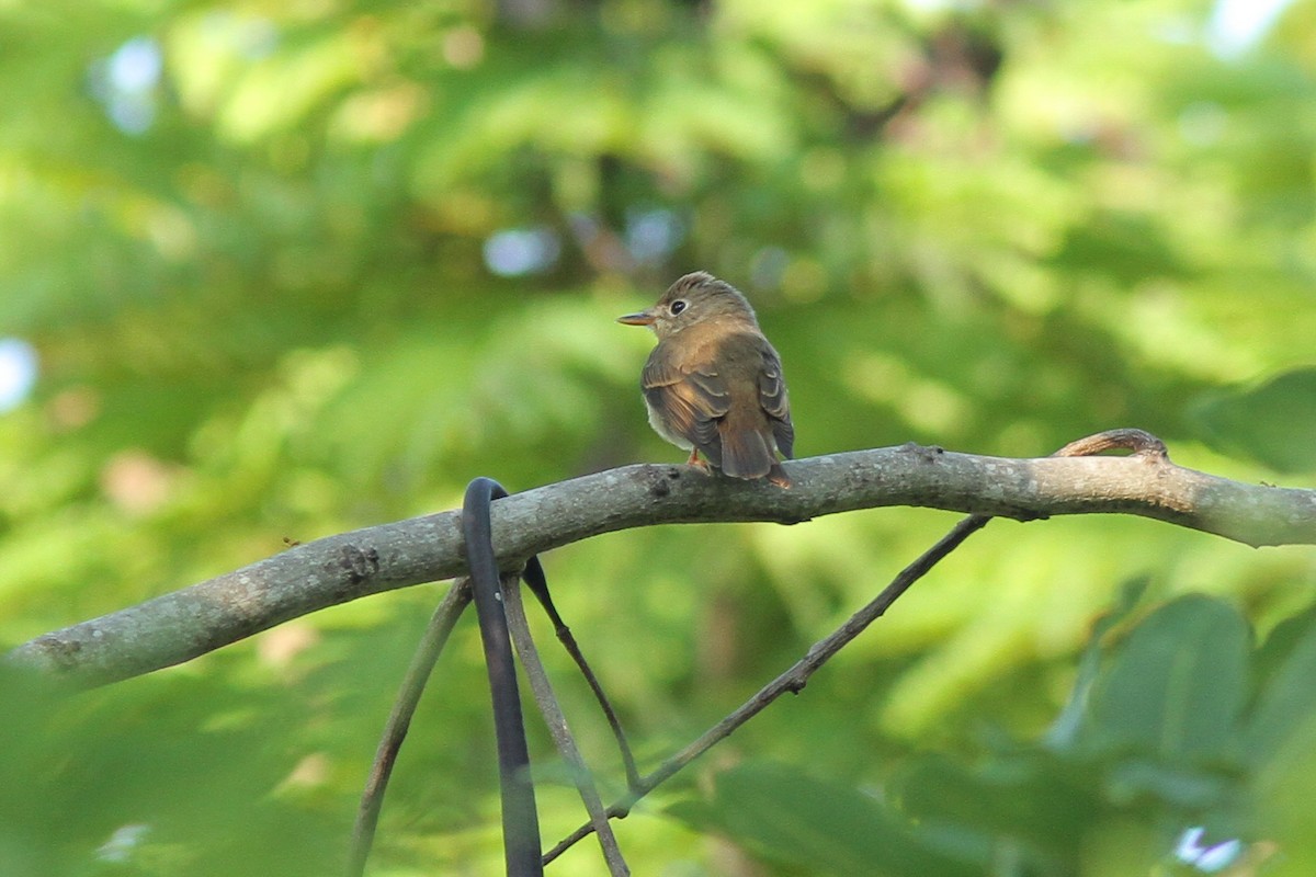 Brown-breasted Flycatcher - Wich’yanan Limparungpatthanakij