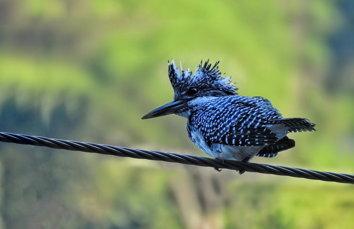 Crested Kingfisher - partha sarathi