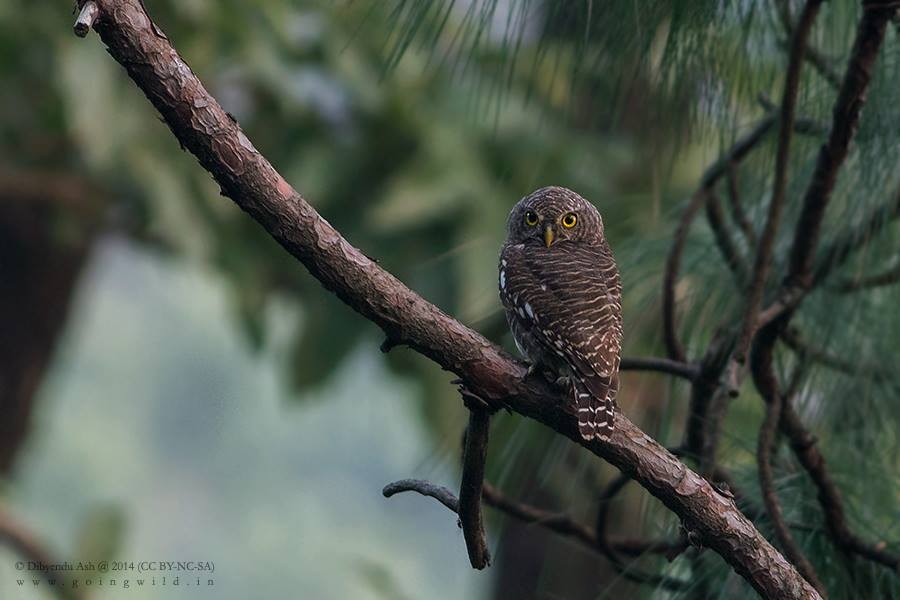 Asian Barred Owlet - ML221416551