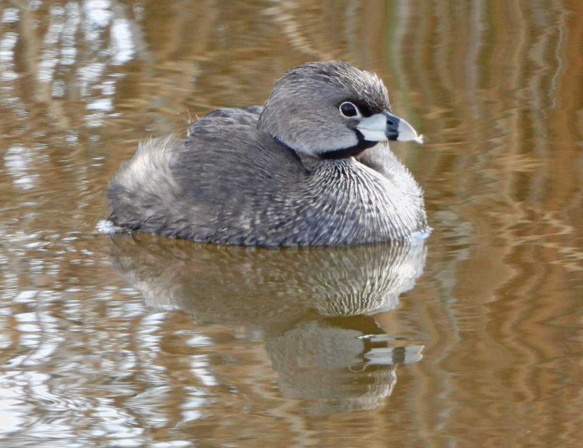 Pied-billed Grebe - Lauri Taylor