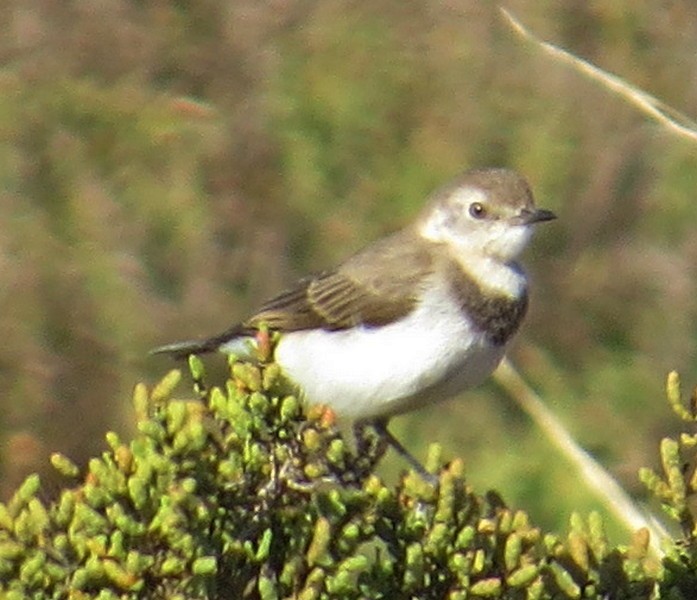White-fronted Chat - ML221417401