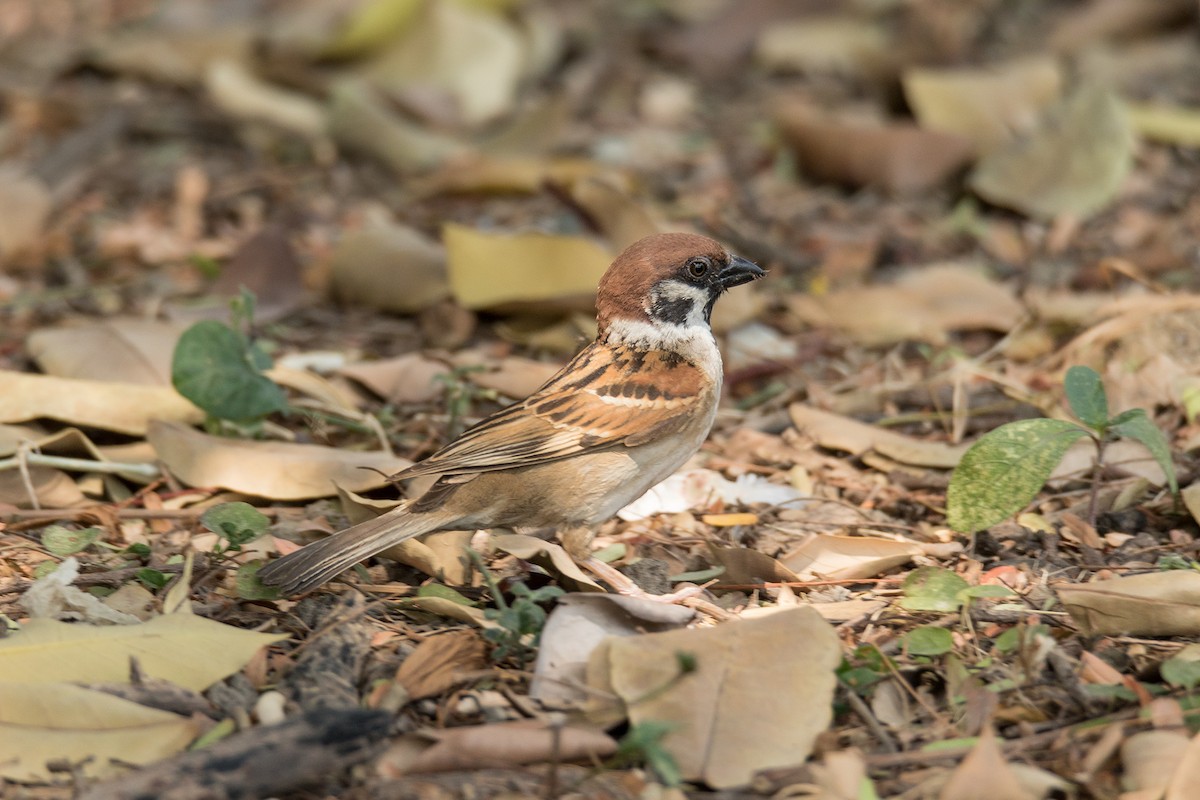 Eurasian Tree Sparrow - Wich’yanan Limparungpatthanakij
