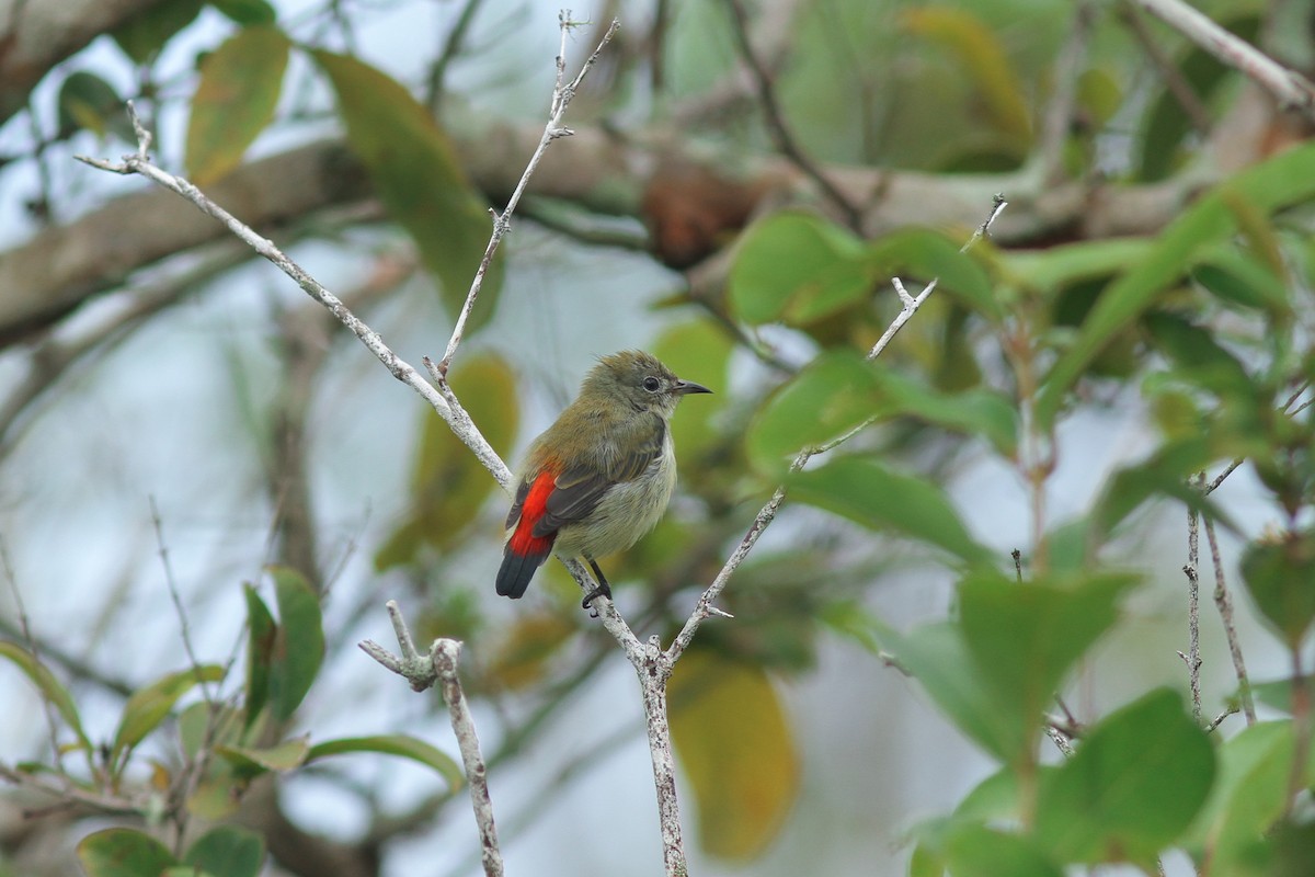 Scarlet-backed Flowerpecker - Wich’yanan Limparungpatthanakij