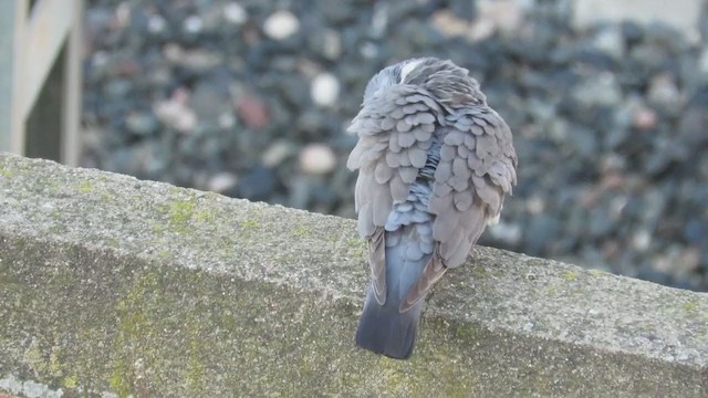Common Wood-Pigeon - ML221420731