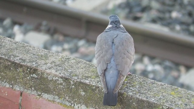 Common Wood-Pigeon - ML221420771