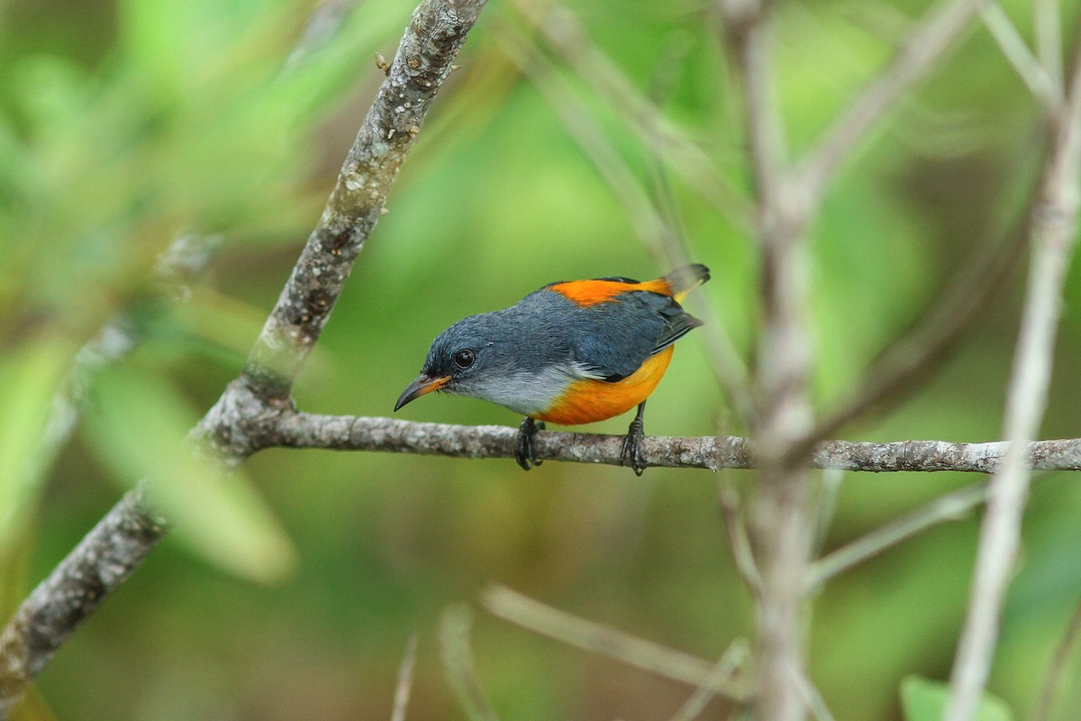 Orange-bellied Flowerpecker - Wich’yanan Limparungpatthanakij