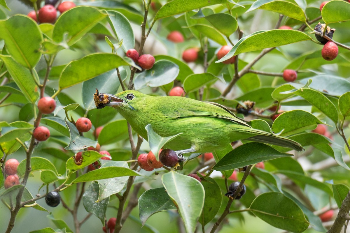 Lesser Green Leafbird - Wich’yanan Limparungpatthanakij