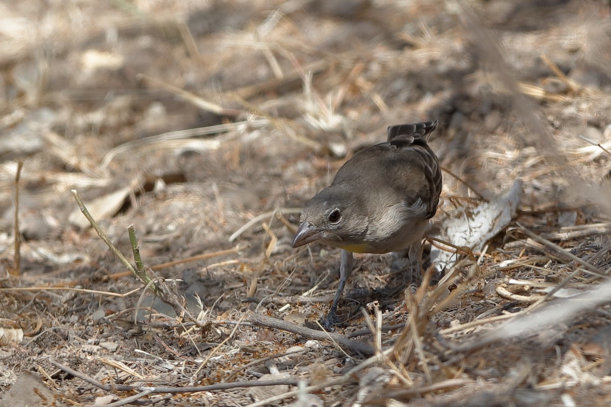 Yellow-spotted Bush Sparrow - ML221422281