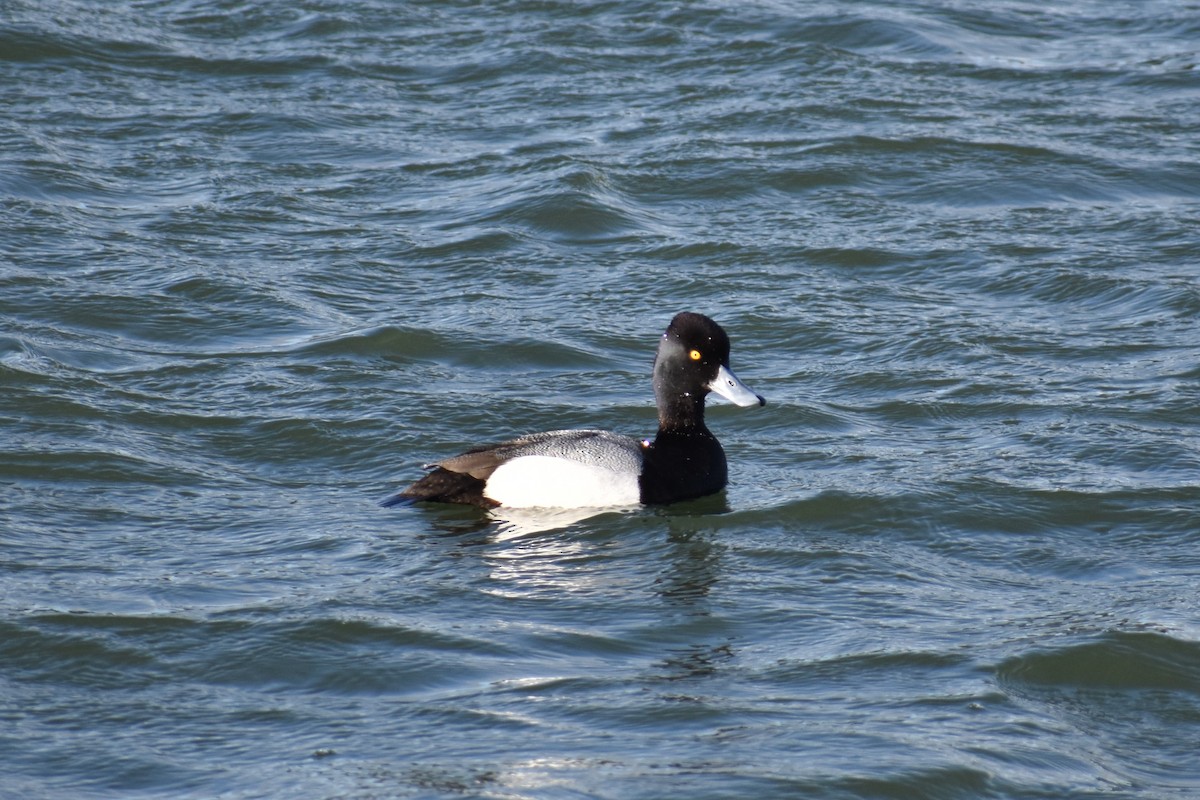 Lesser Scaup - Axel Roos