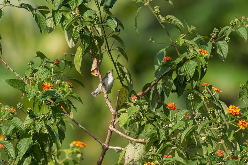 Thick-billed Flowerpecker - Dibyendu Ash