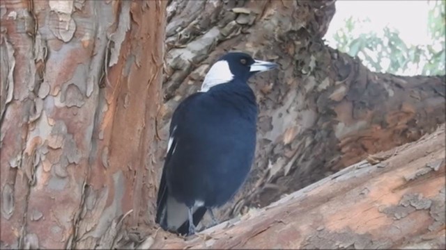 Australian Magpie (White-backed) - ML221427781