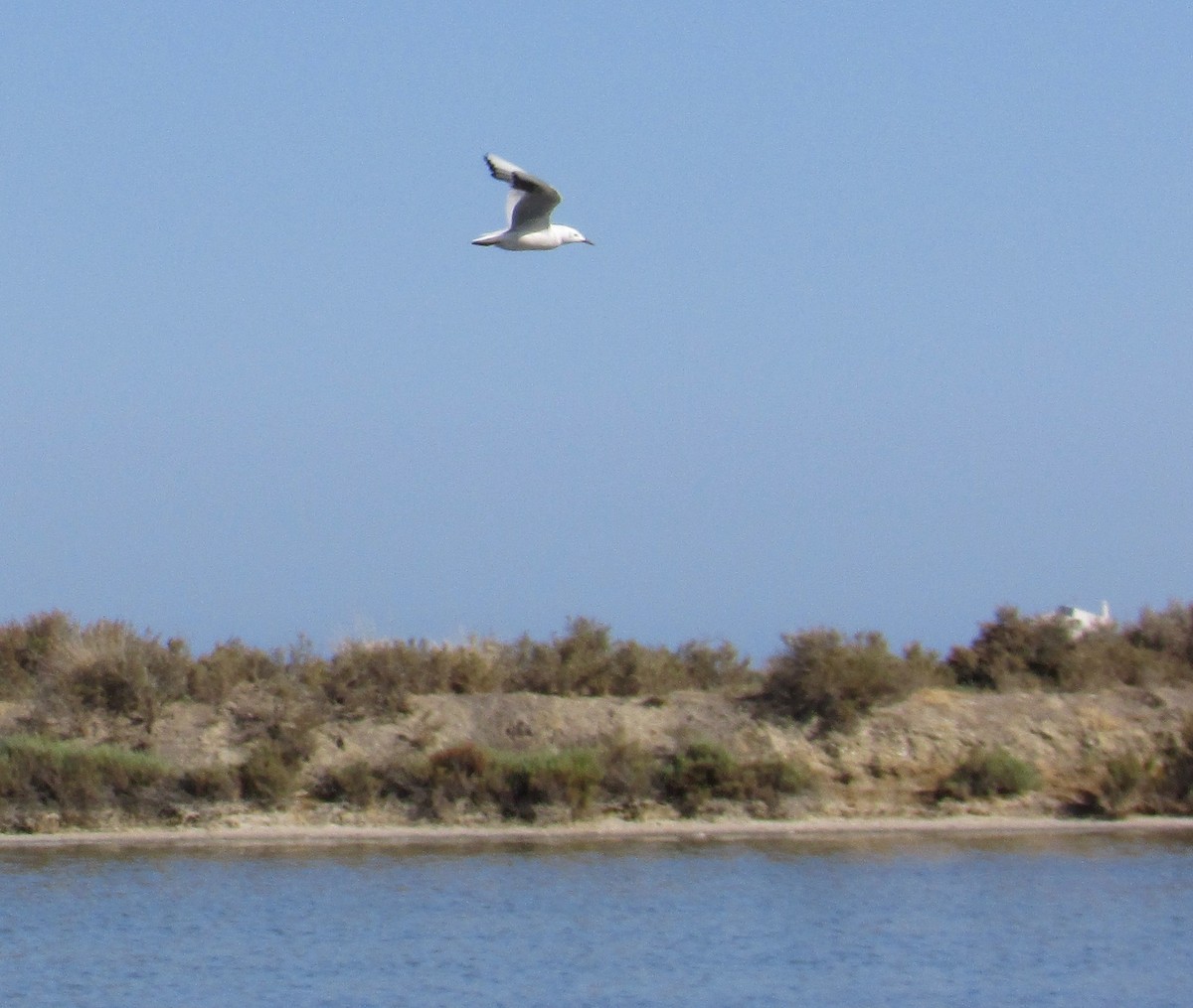 Slender-billed Gull - Lucía González