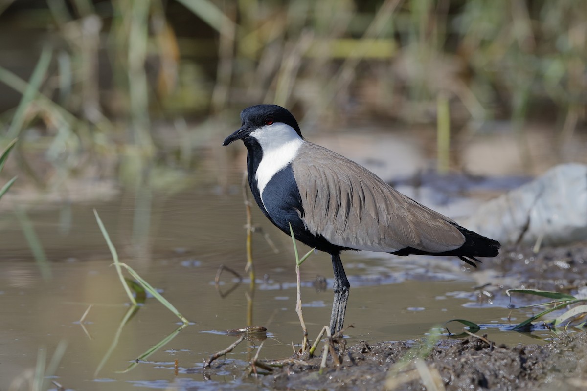 Spur-winged Lapwing - Holger Teichmann