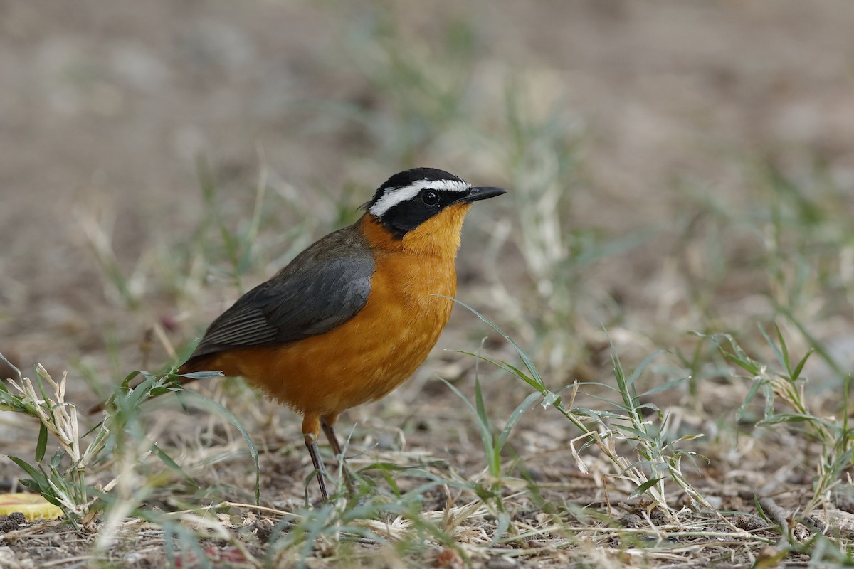 White-browed Robin-Chat - ML221428751
