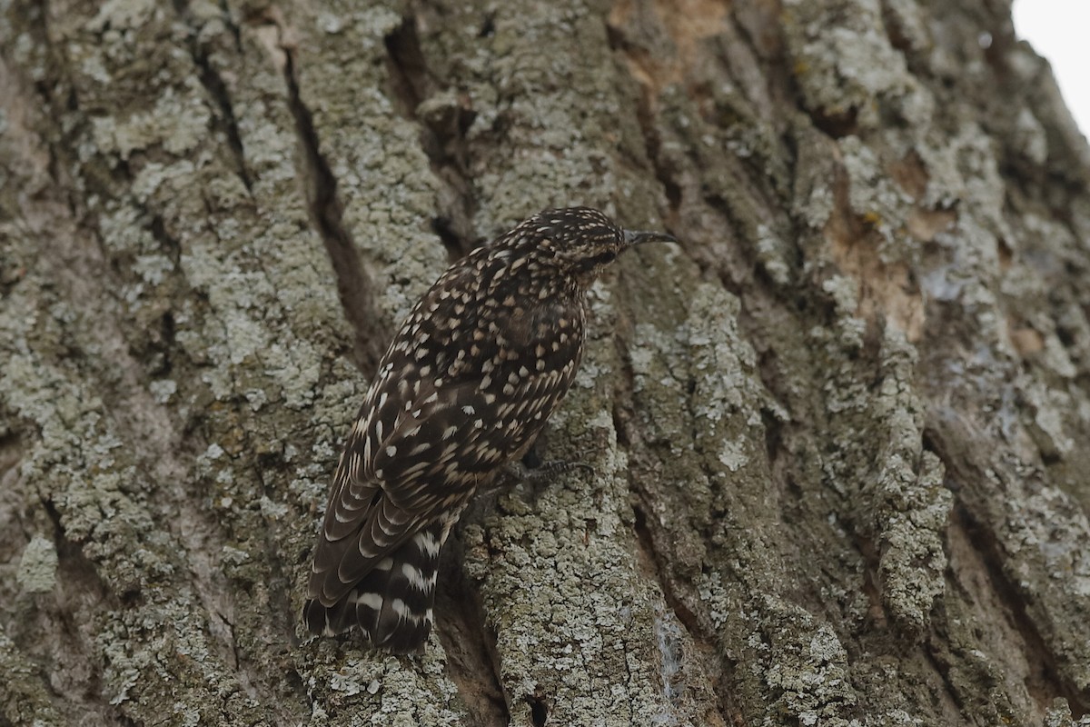 African Spotted Creeper - Holger Teichmann