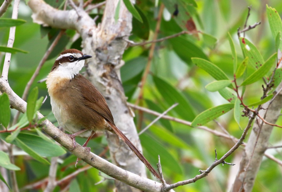 New Caledonian Grassbird - Andrew Spencer