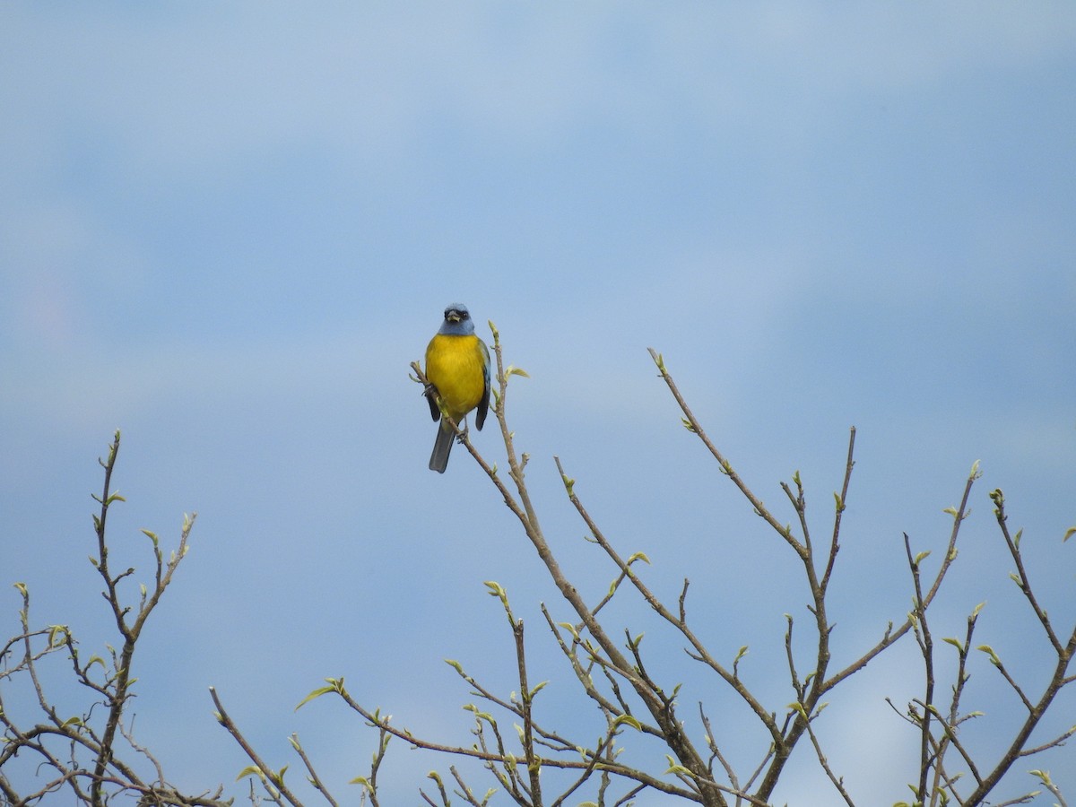 Blue-and-yellow Tanager - ML221434101