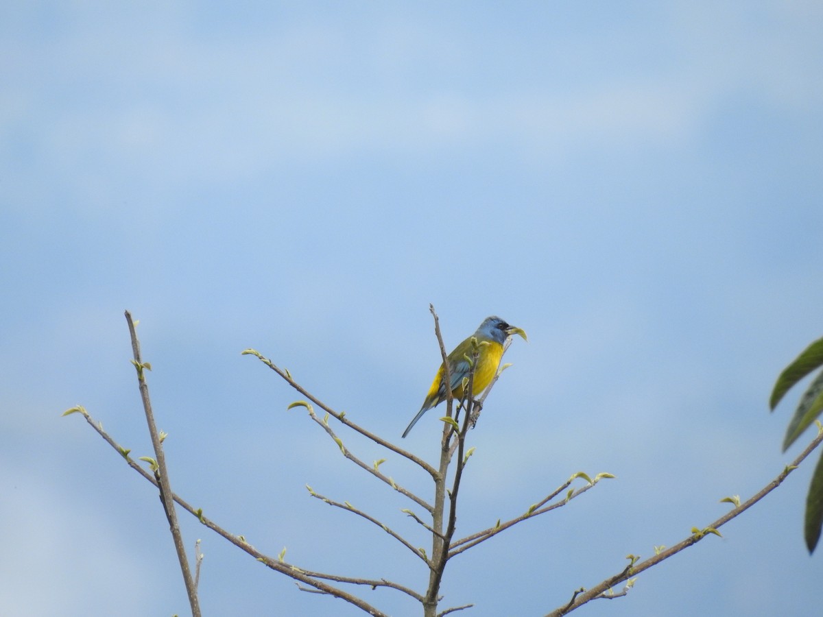 Blue-and-yellow Tanager - ML221434131