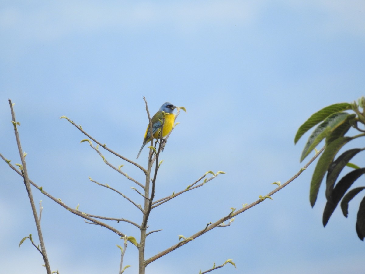 Blue-and-yellow Tanager - ML221434141