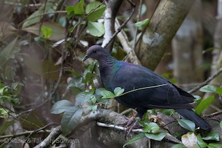  - Black Wood-Pigeon