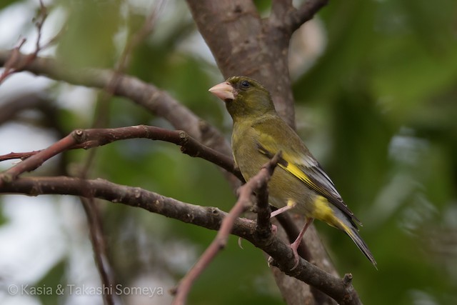 プロフさん専用　木彫りの鳥　オガサワラカワラヒワ