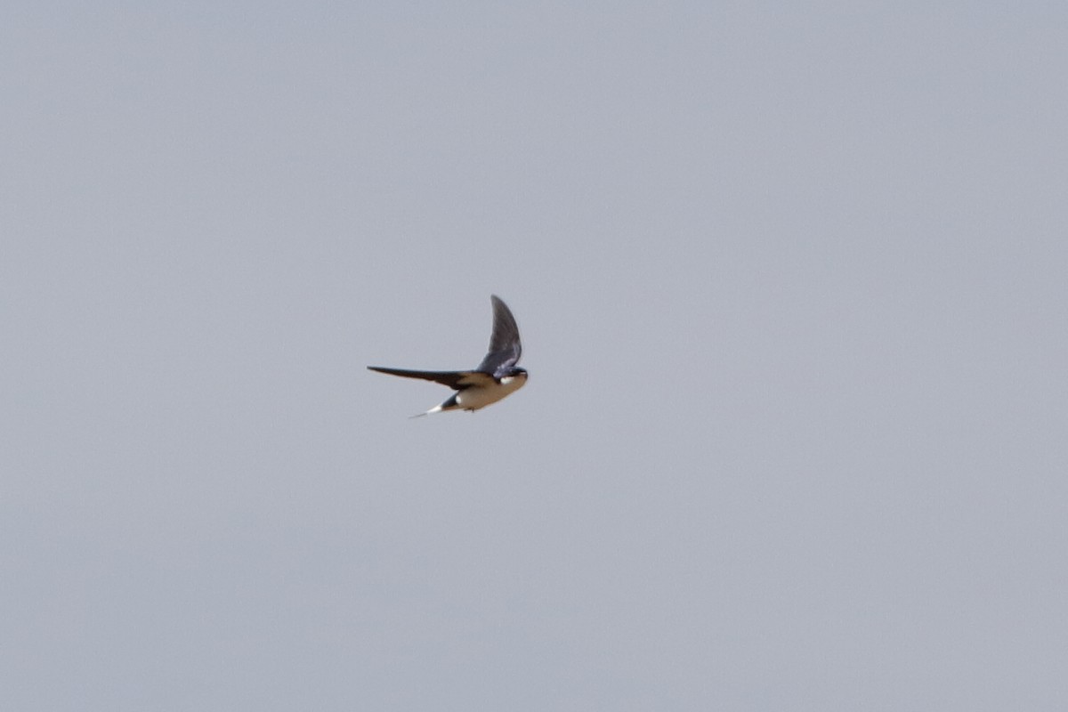 White-tailed Swallow - ML221435801