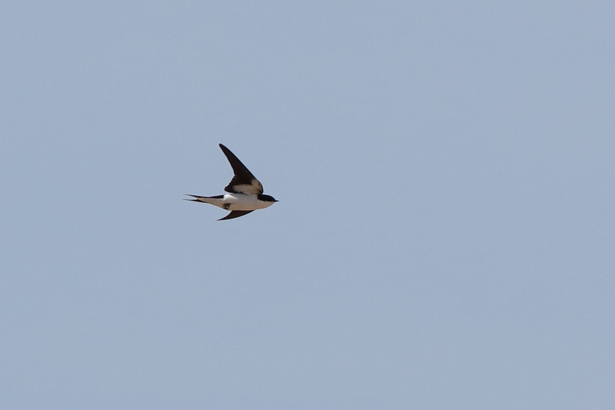 White-tailed Swallow - Holger Teichmann