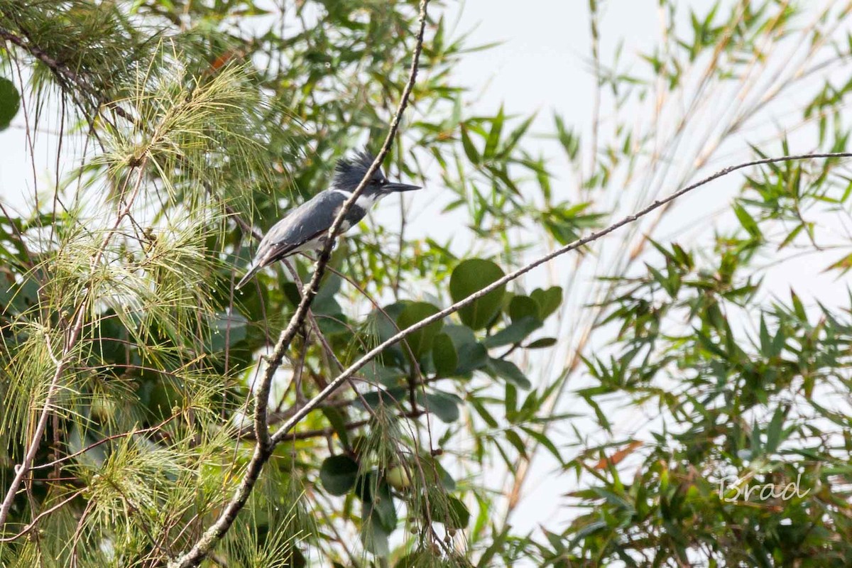 Belted Kingfisher - ML22143761