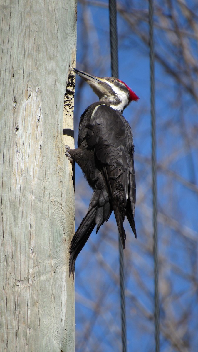 Pileated Woodpecker - Rena Sherring