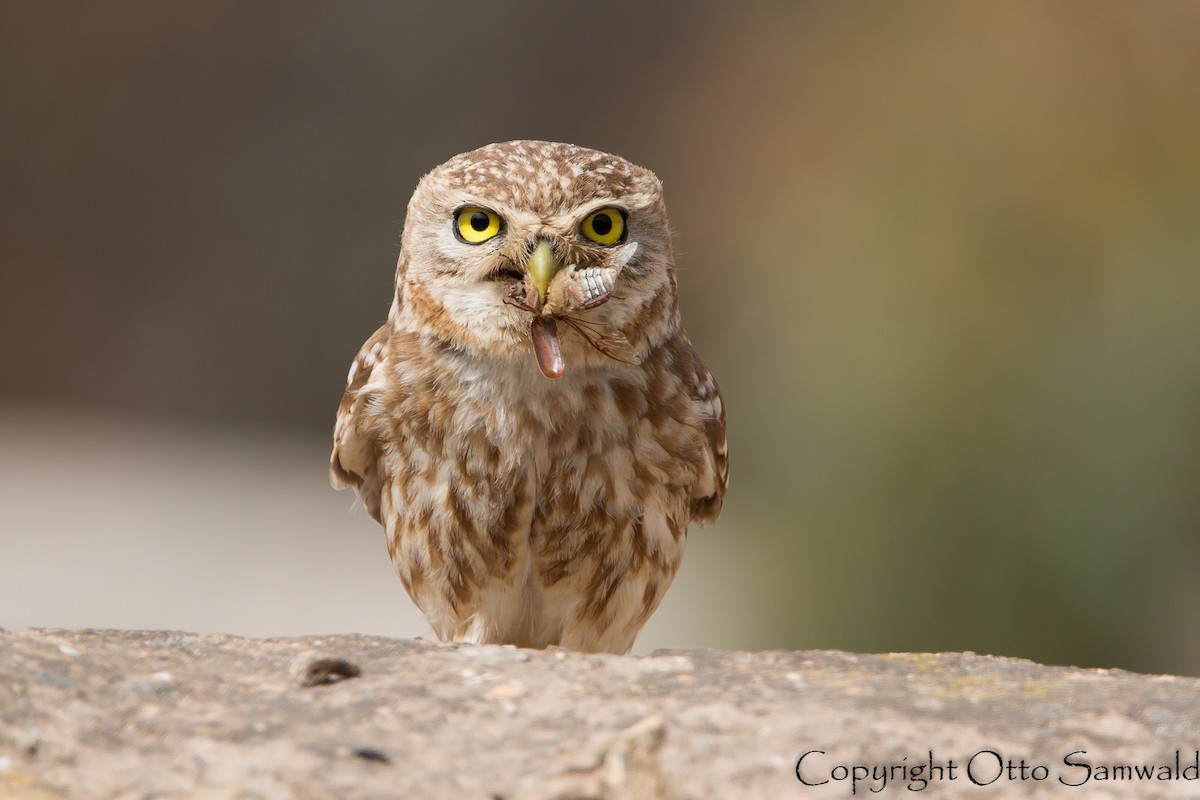 Little Owl - Otto Samwald