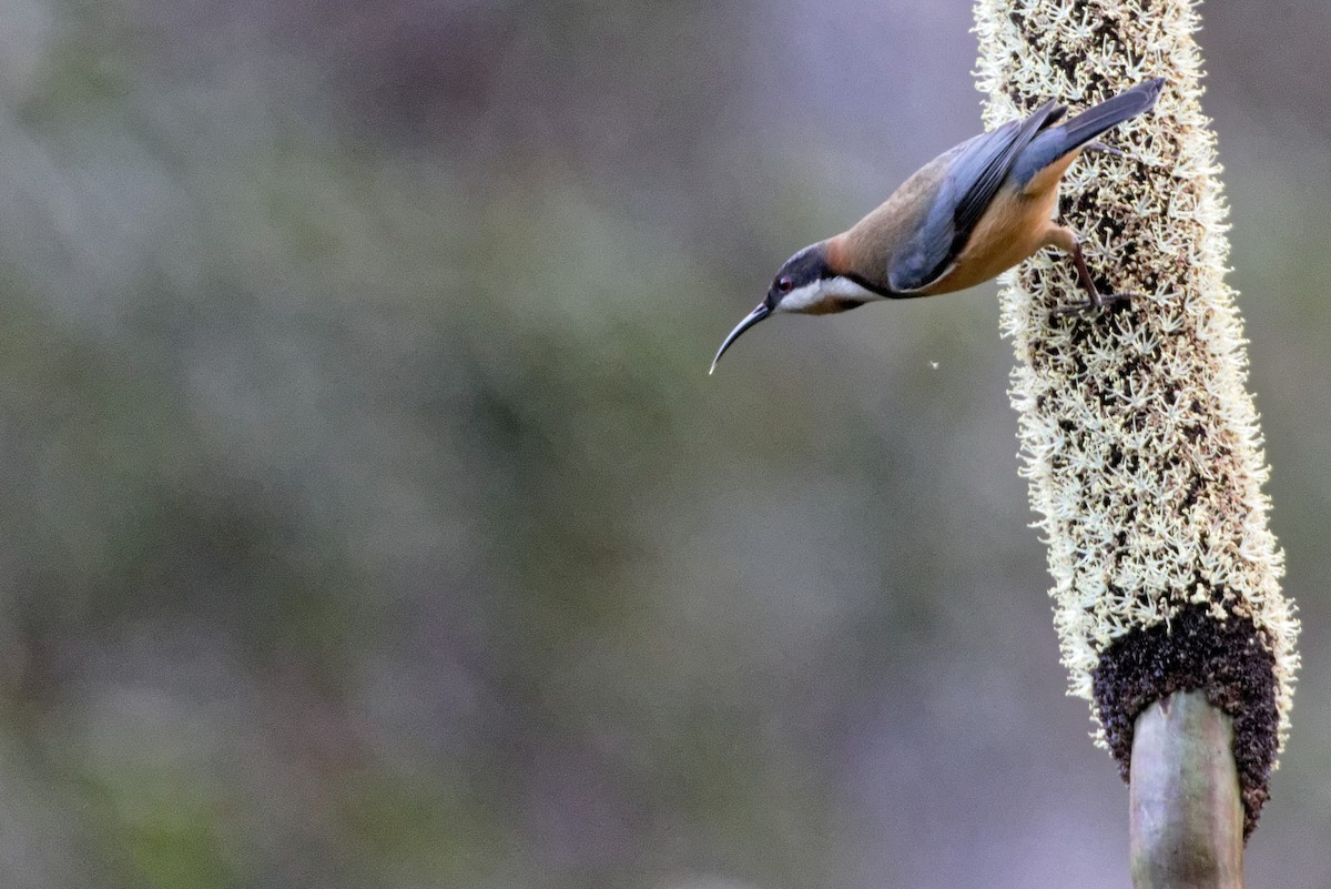 Eastern Spinebill - Anonymous