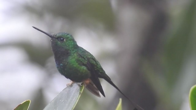 Rufous-booted Racket-tail - ML221442991