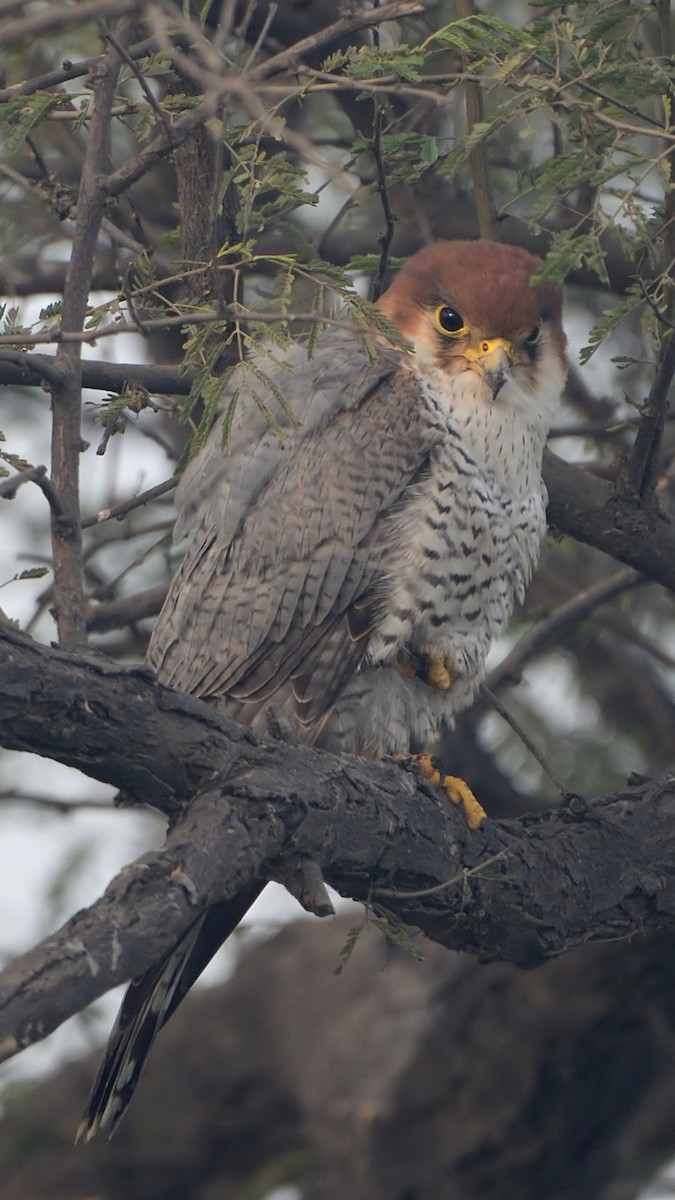 Red-necked Falcon - Prashant Srivastava