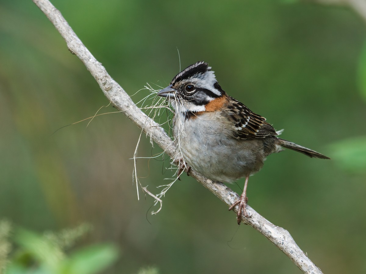 Rufous-collared Sparrow - ML221444041