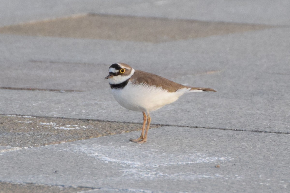 Little Ringed Plover - Andy Zhang
