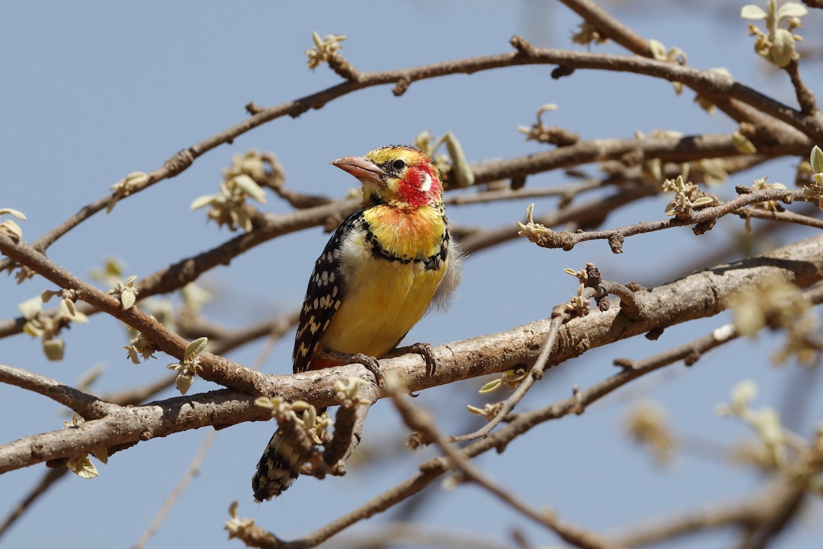 Red-and-yellow Barbet - Holger Teichmann