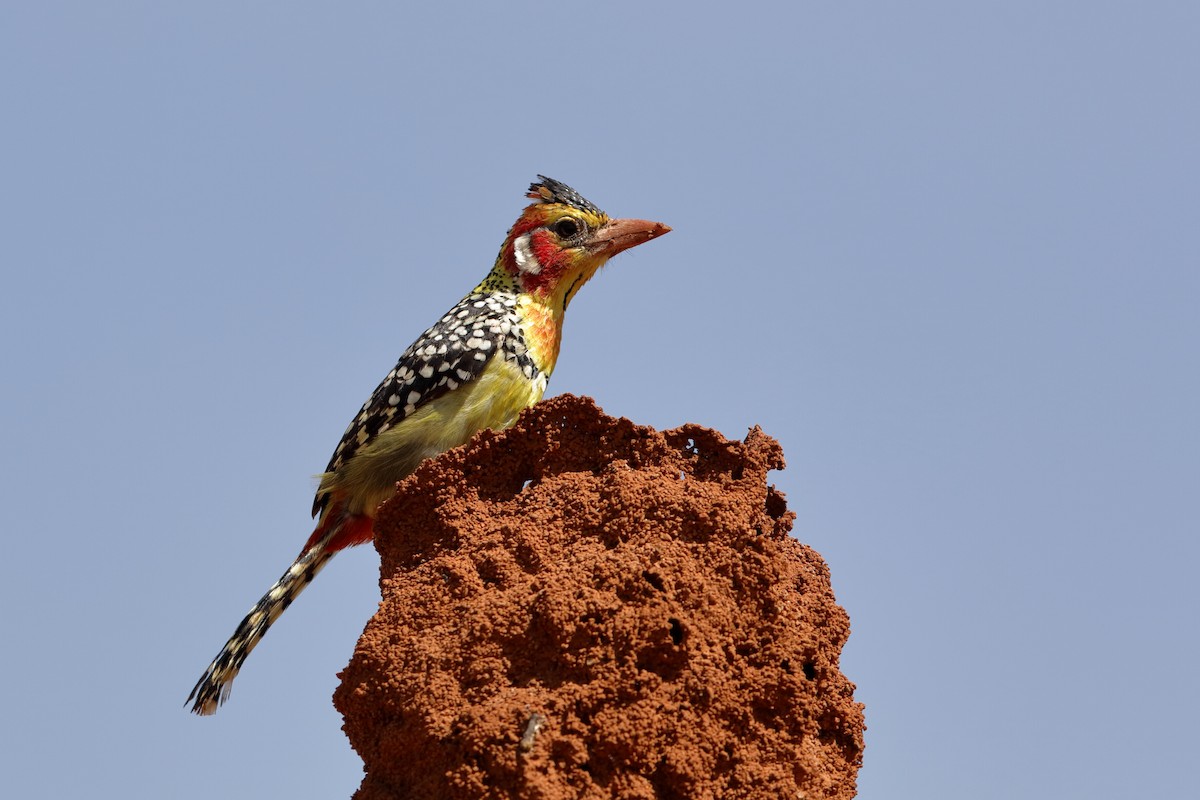 Red-and-yellow Barbet - ML221444891