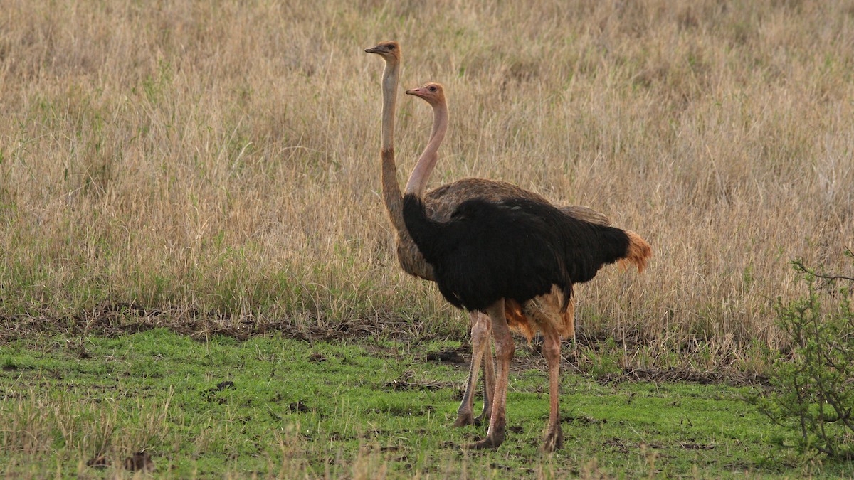 Common Ostrich - ML22144721