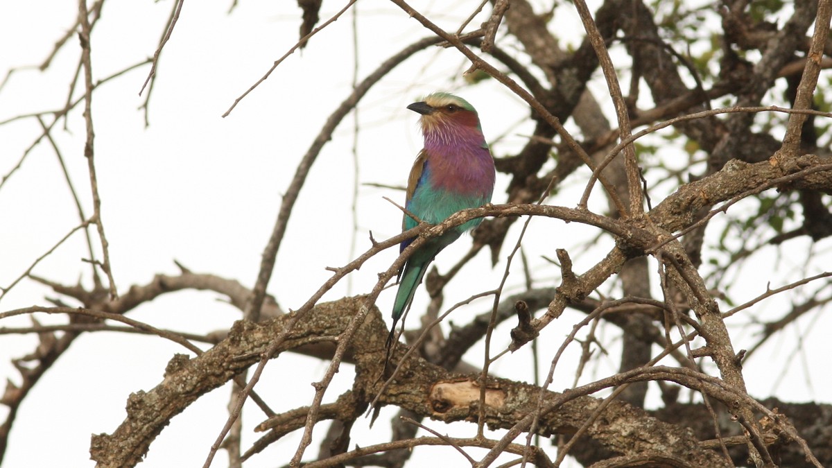 Lilac-breasted Roller - ML22144731
