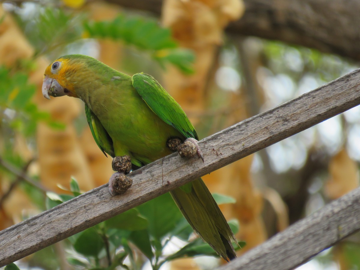 Brown-throated Parakeet - robert wellens