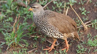  - Hildebrandt's Spurfowl