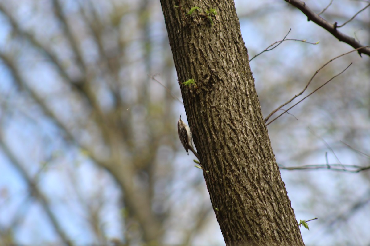 Brown Creeper - Jeremy Peters