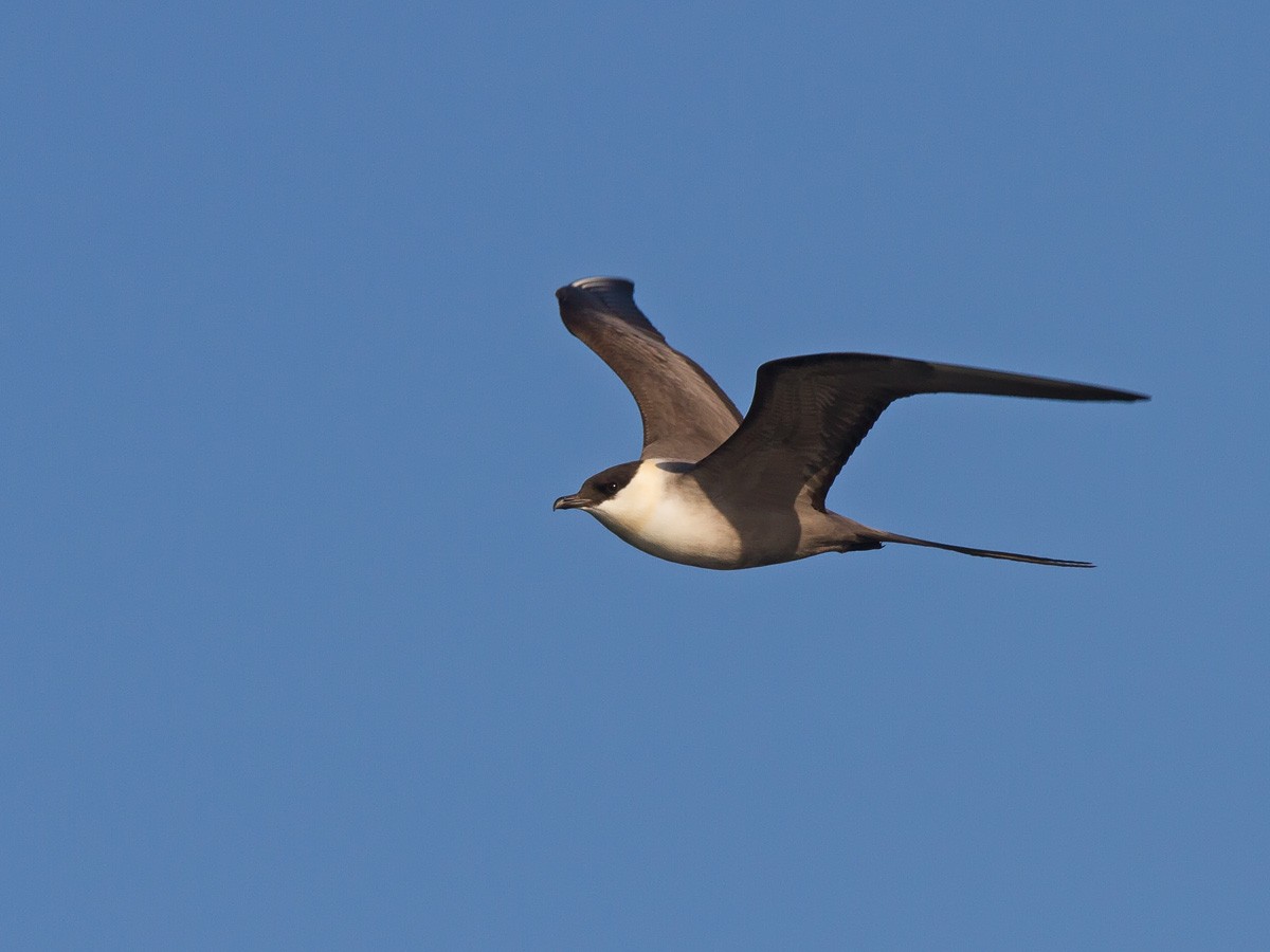 Long-tailed Jaeger - Niall D Perrins