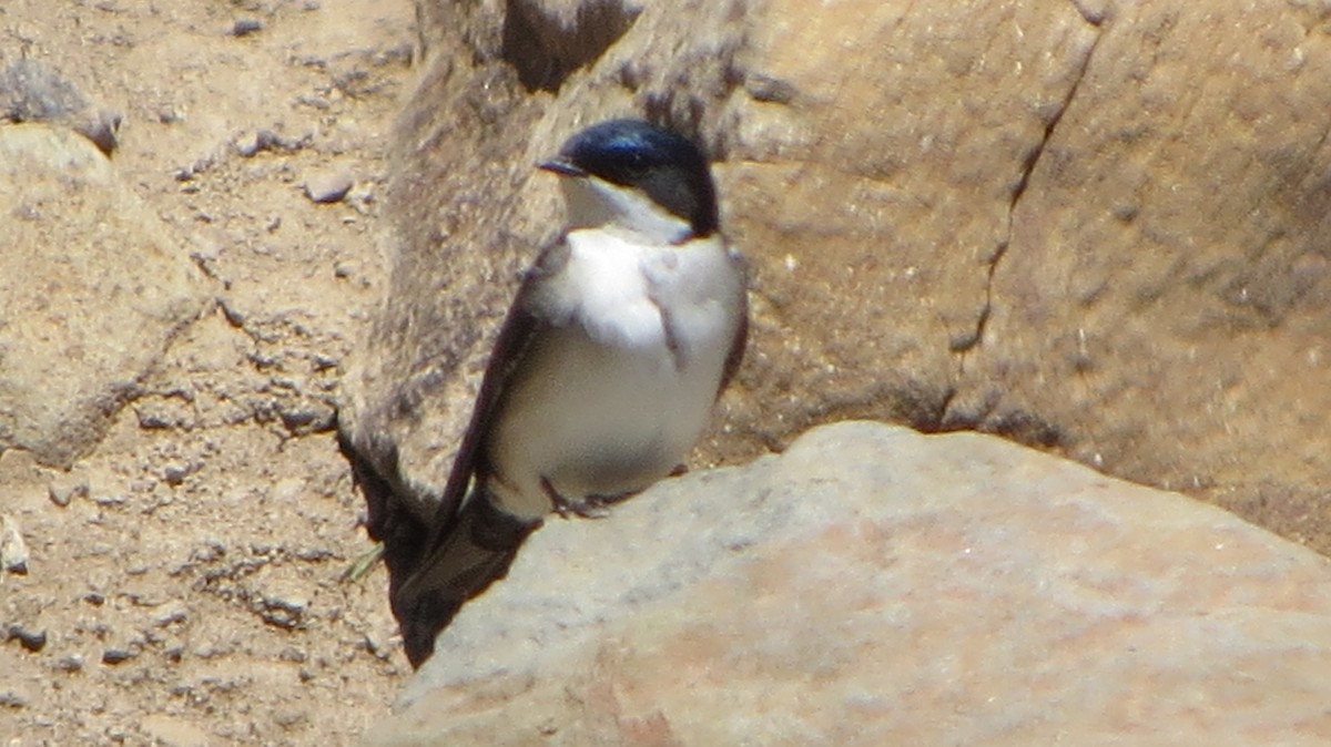 Blue-and-white Swallow - Nelson  Contardo