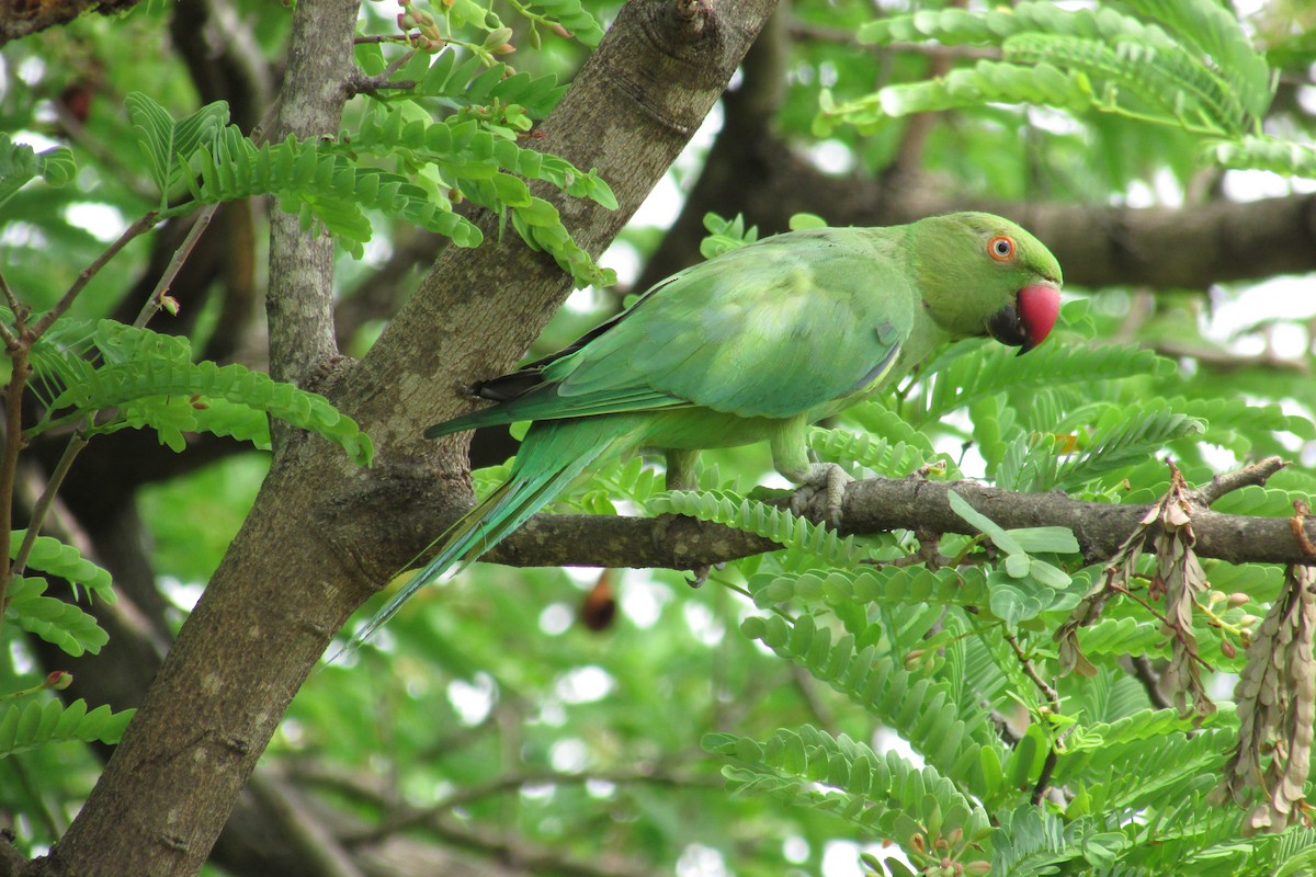 eBird India Checklist - 7 Apr 2020 - Agricultural College and Research ...