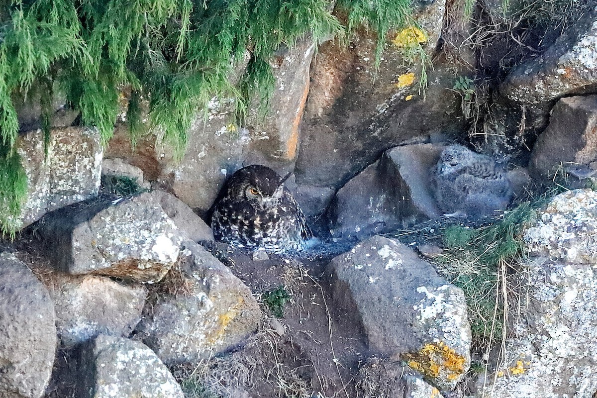 Cape Eagle-Owl - ML221449501