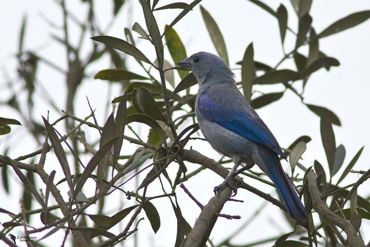 Blue-gray Tanager - ML221449911