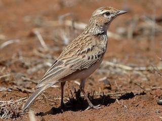  - Fawn-colored Lark (Fawn-colored)