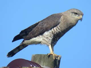  - Fasciated Snake-Eagle